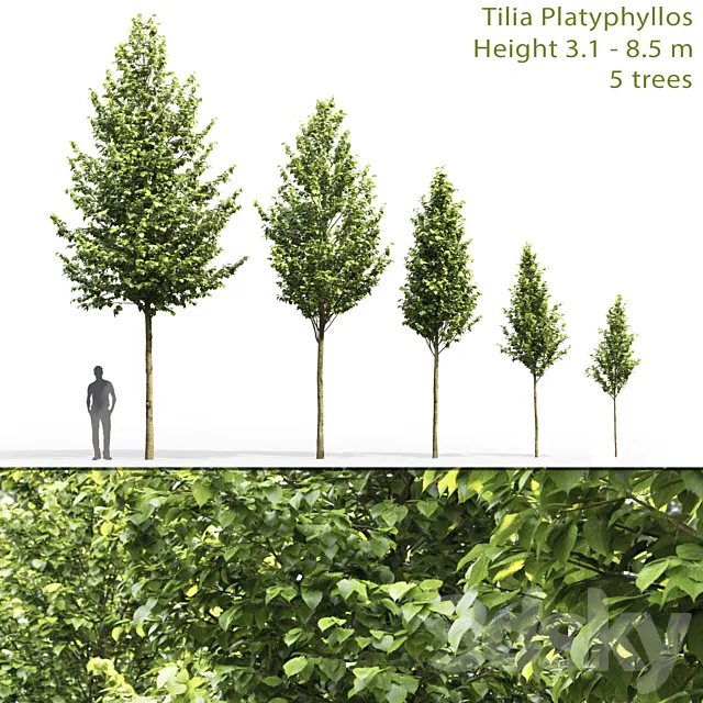 Tilia platyphyllos 3DModel