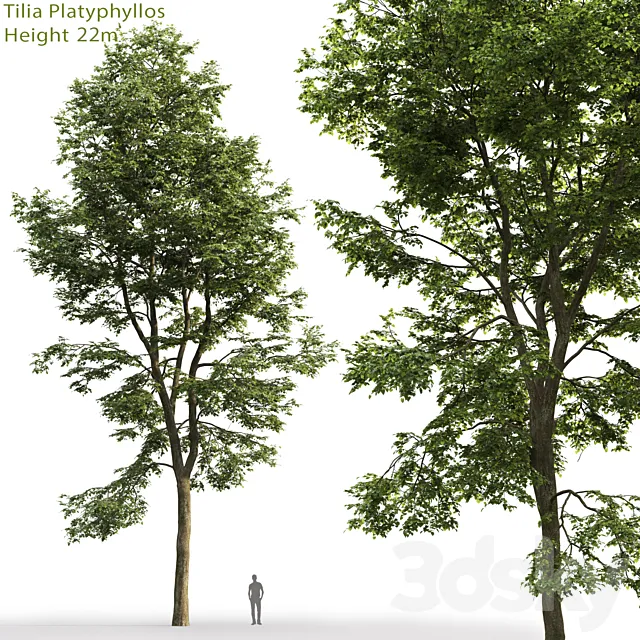 Tilia platyphyllos 3DModel