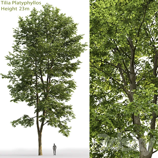 Tilia platyphyllos 3DModel