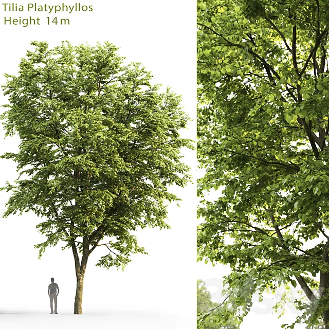 Tilia platyphyllos 3DModel