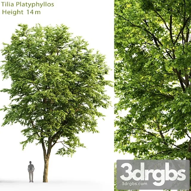 Tilia Platyphyllos 5 3D Model Free