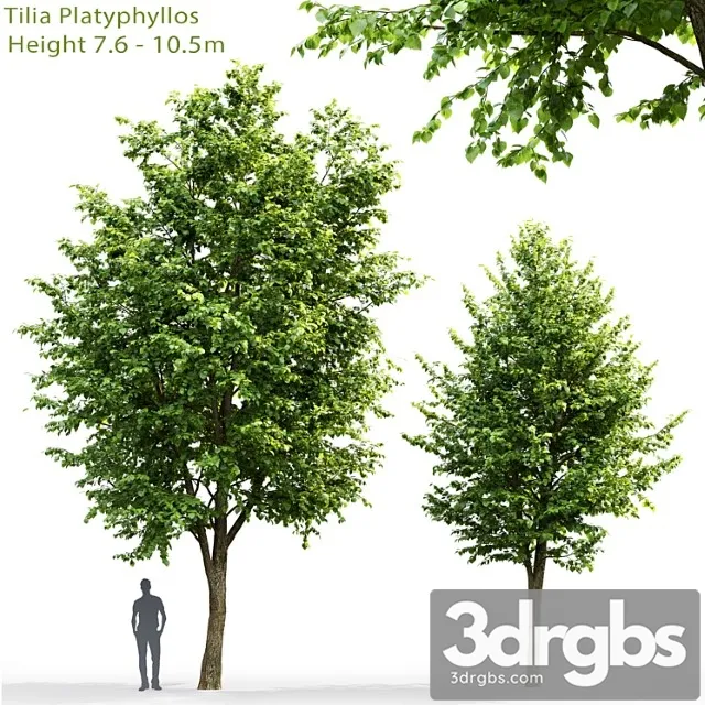 Tilia platyphyllos