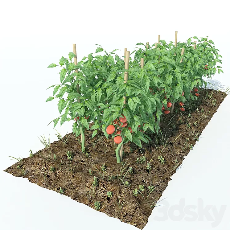Tomato 3D Model