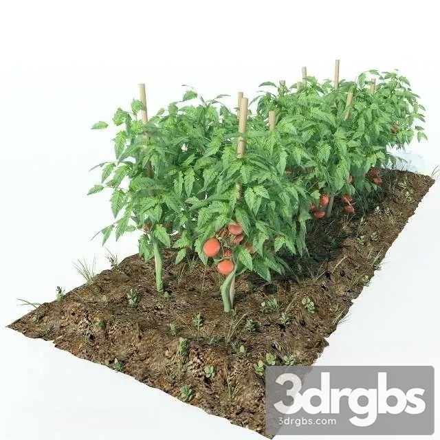 Tomato Garden 3D Model Free