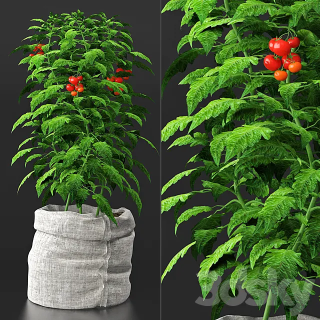Tomato plant 3DModel