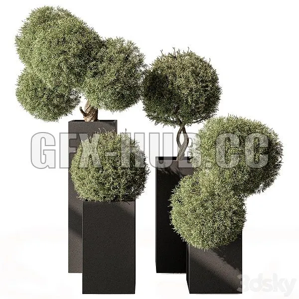 Topiary Plant in Box Outdoor Plants 445 3D Model