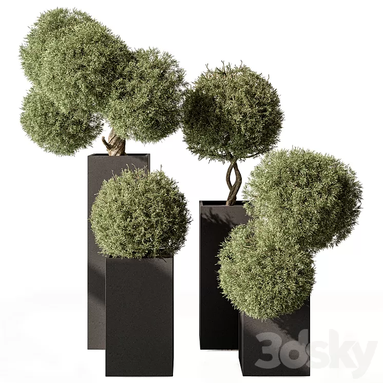 Topiary Plant in Box - Outdoor Plants 445 3D Model Free