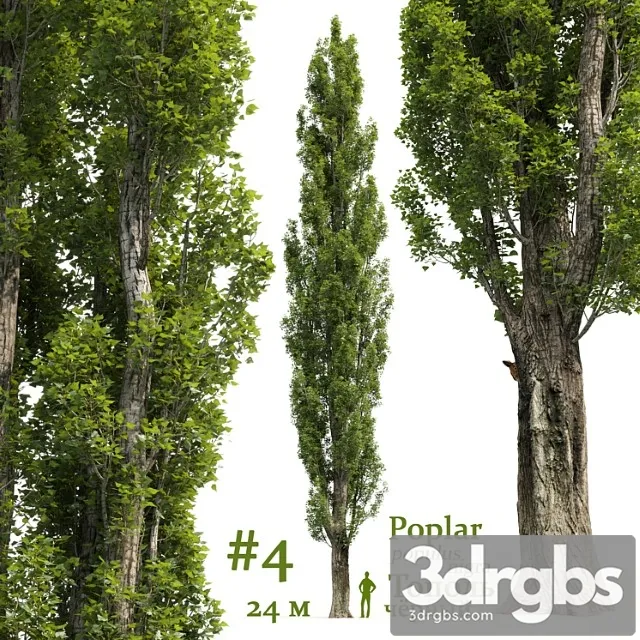 Topol Poplar Populus 4 3D Model Download