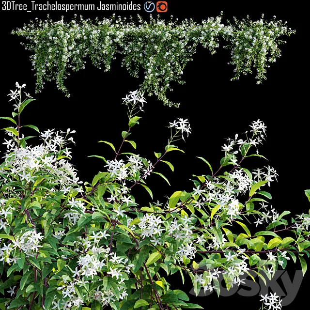 Trachelospermum Jasminoides | Star jasmine creeper 3D Model