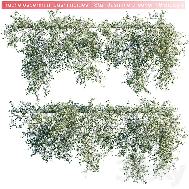 Trachelospermum Jasminoides | Star Jasmine creeper | 6 module 3D Model