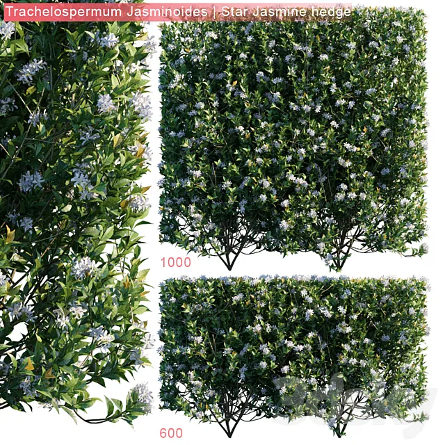 Trachelospermum Jasminoides | Star jasmine hedge 3D Model