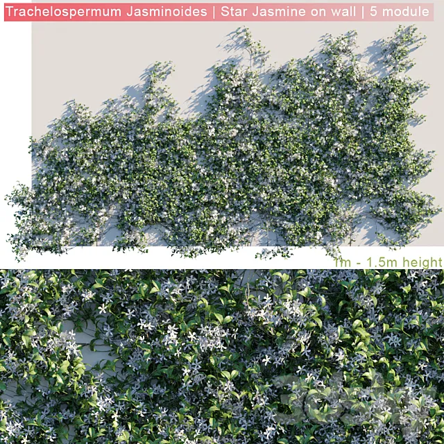 Trachelospermum Jasminoides | Star Jasmine on wall 3D Model