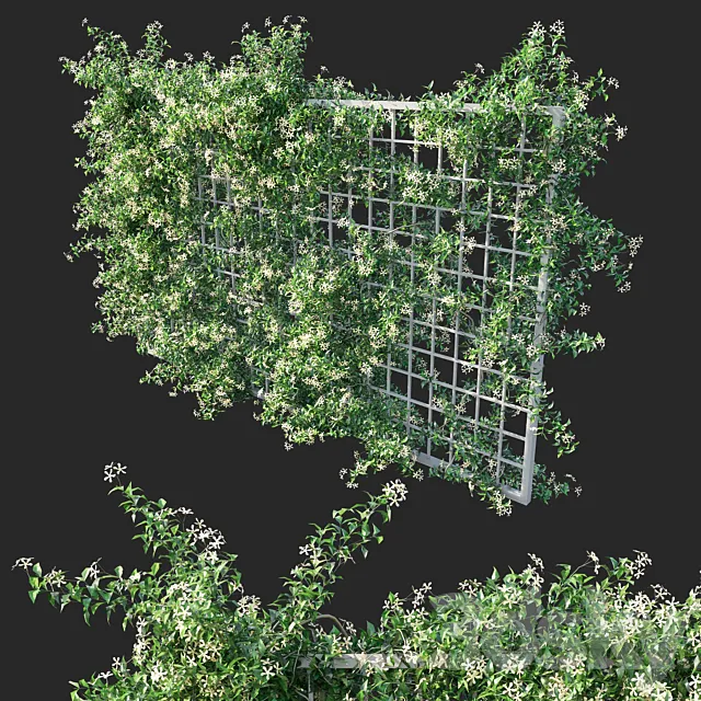 Trachelospermum Star Of Toscane _Star Jasmine 02 3D Model