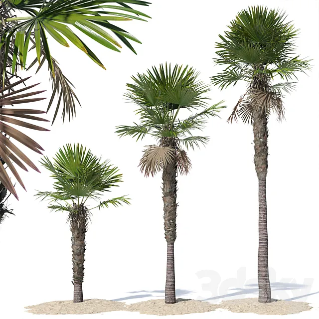 Trachycarpus fortunei palm tree 3D Model
