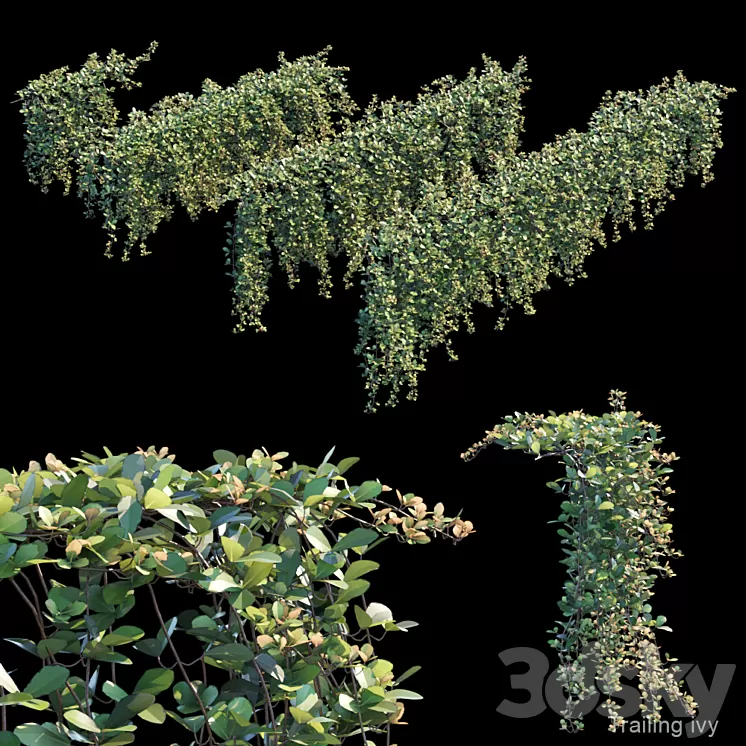 Trailing ivy 2 3D Model
