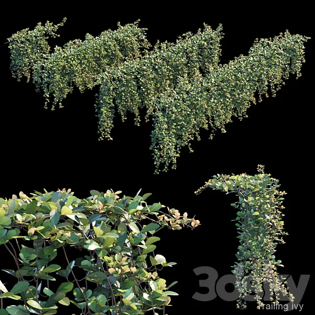 Trailing ivy 2 3DModel