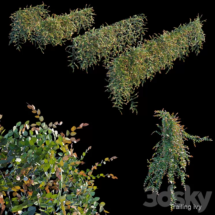 Trailing ivy 3 3D Model