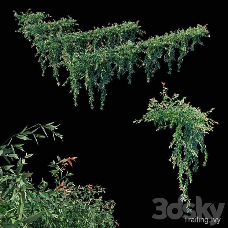 Trailing ivy 3D Model