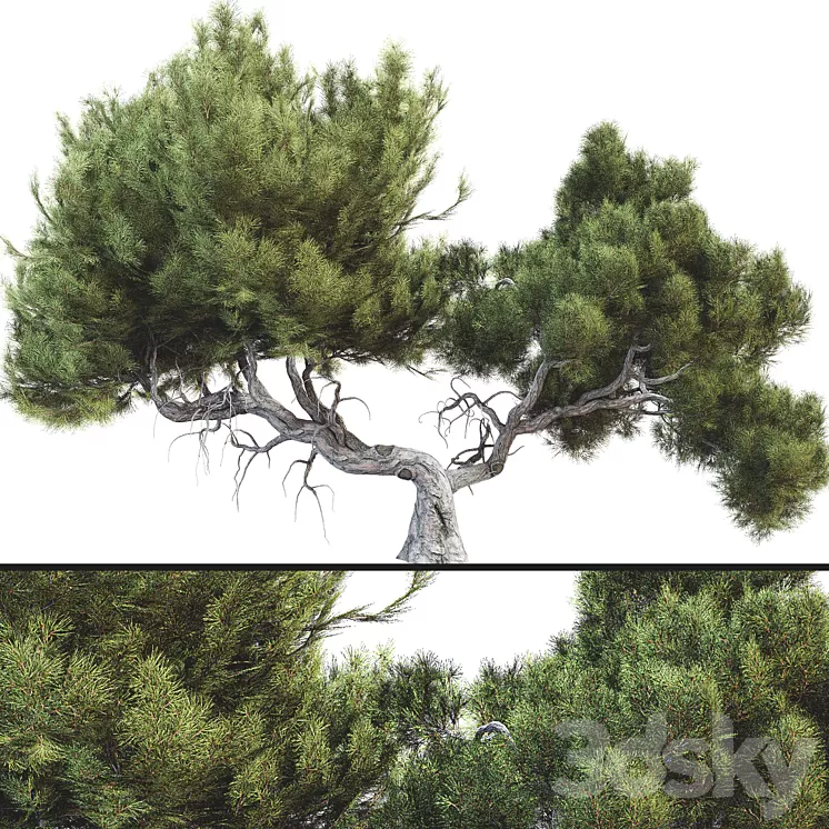 Tree 007 3D Model Free