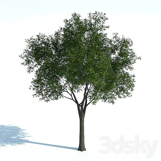 Tree 01 3D Model