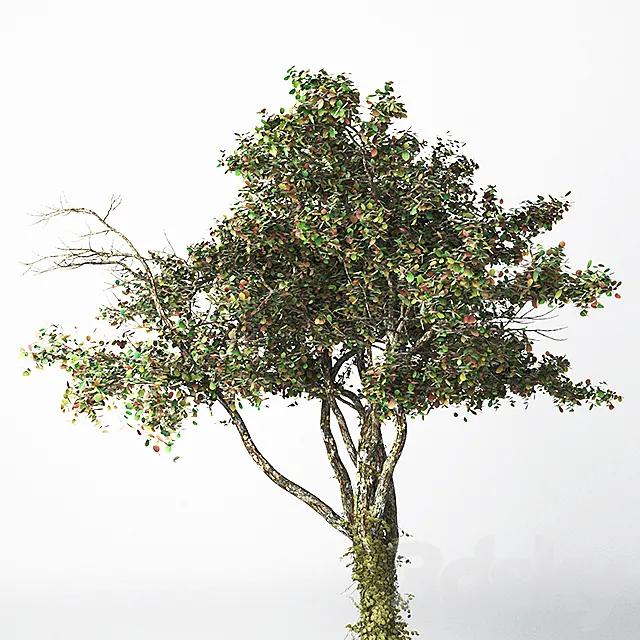 Tree 21 3D Model