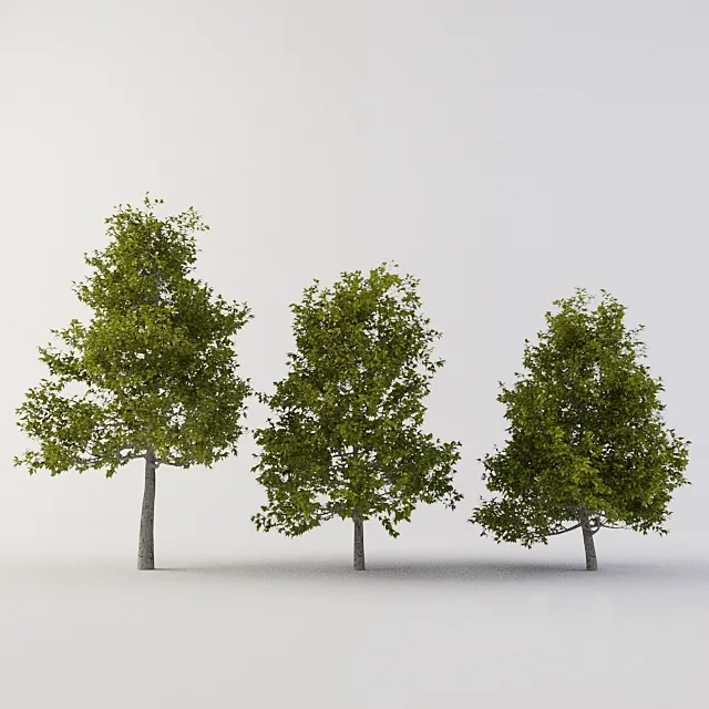 Tree 3D Model