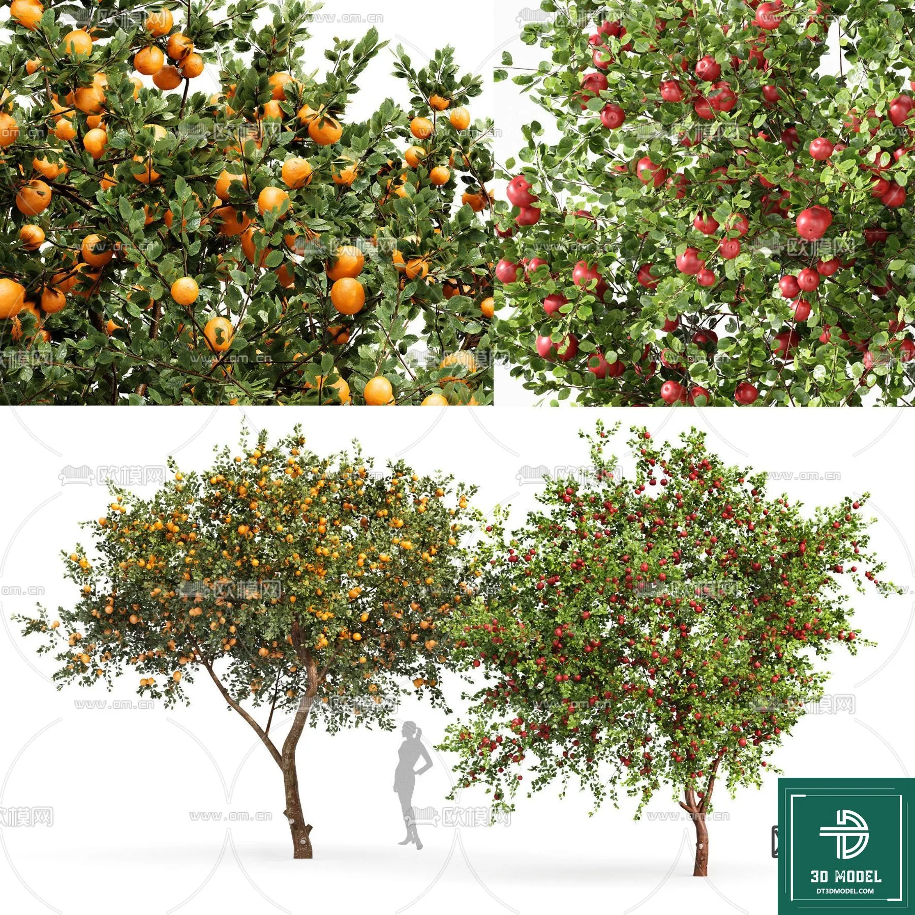 Tree 3D Models - Exterior and Architecture 3DS Max - 010