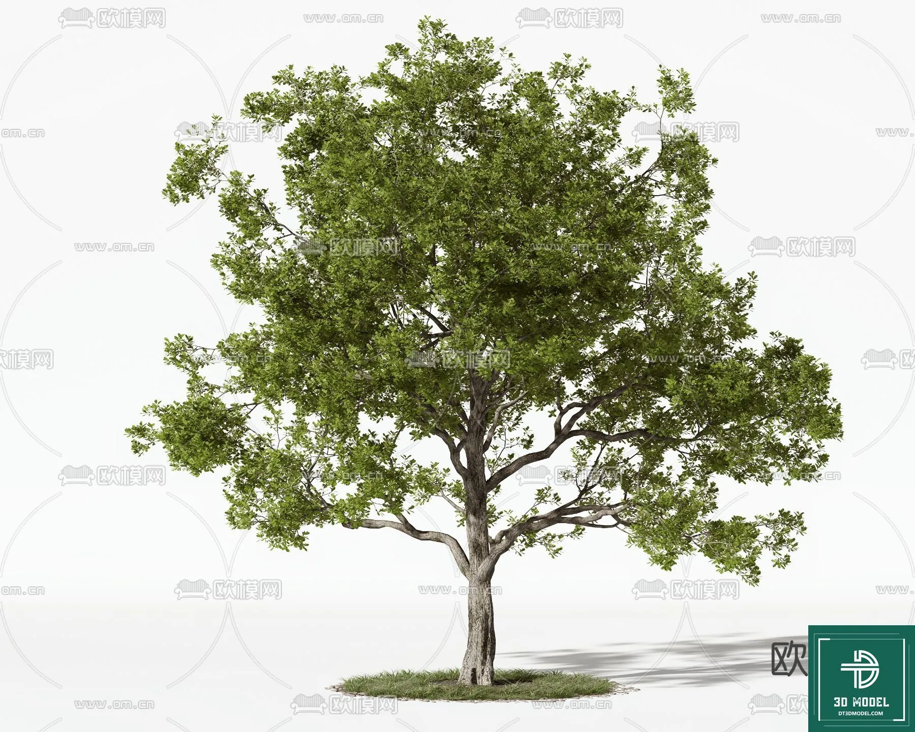 Tree 3D Models - Exterior and Architecture 3DS Max - 020