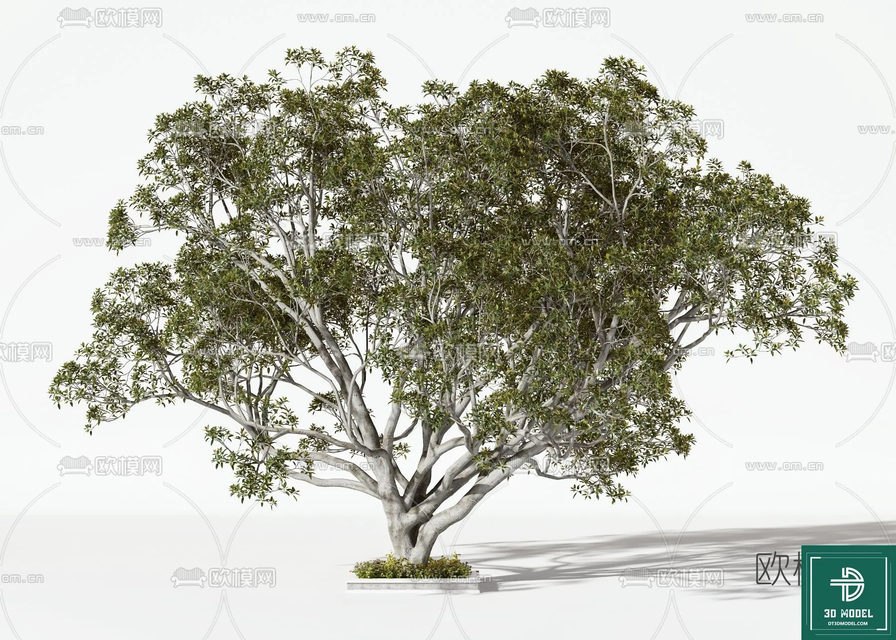 Tree 3D Models - Exterior and Architecture 3DS Max - 031