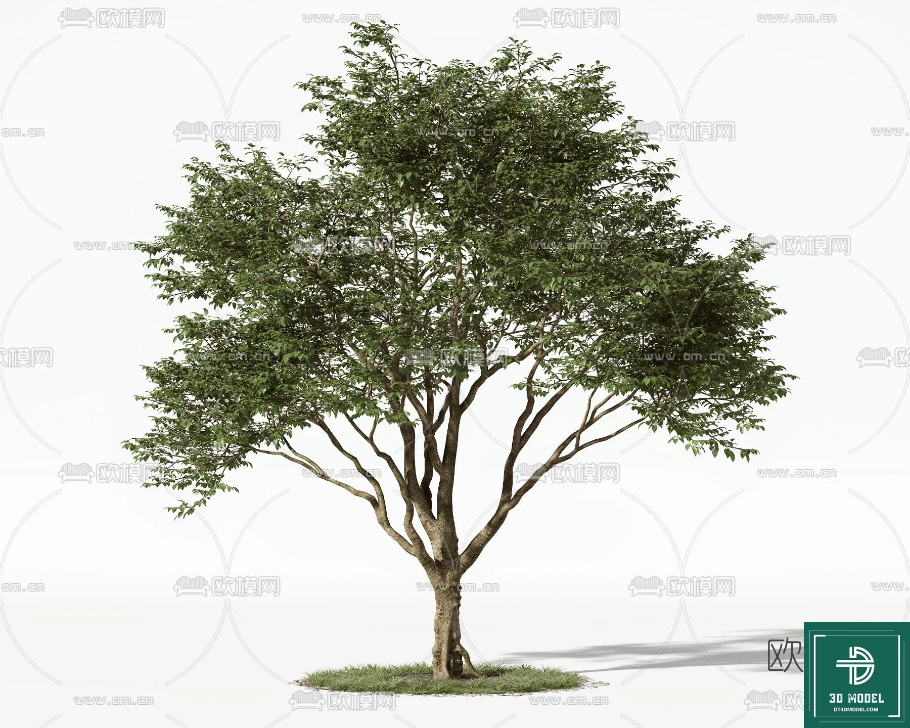 Tree 3D Models - Exterior and Architecture 3DS Max - 033