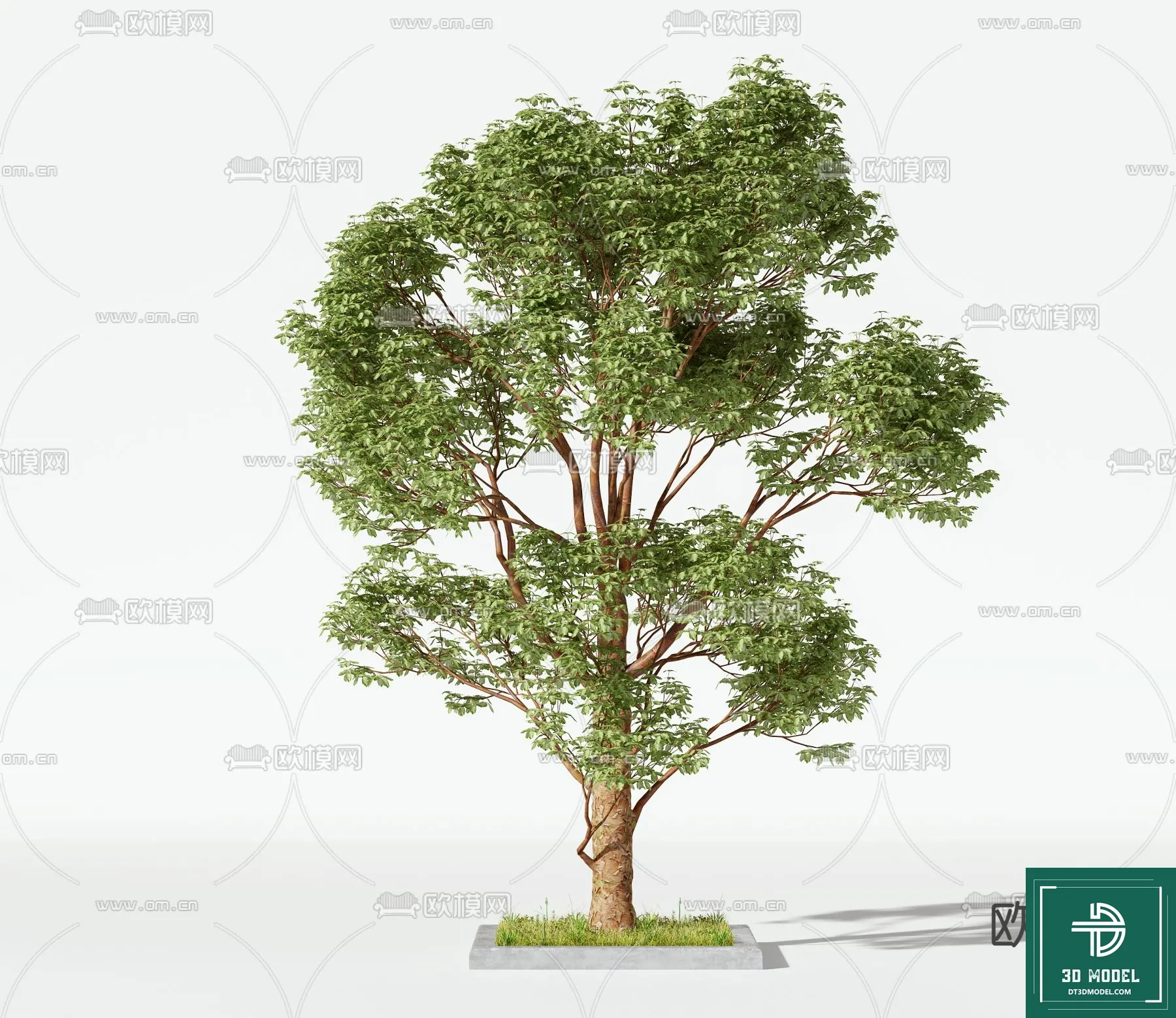 Tree 3D Models - Exterior and Architecture 3DS Max - 043