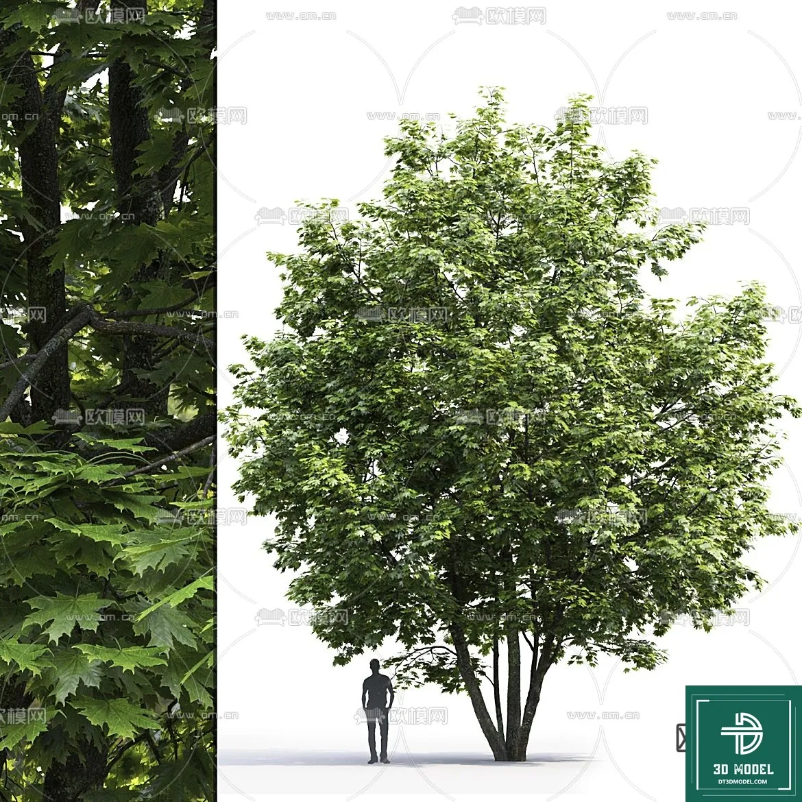 Tree 3D Models - Exterior and Architecture 3DS Max - 047