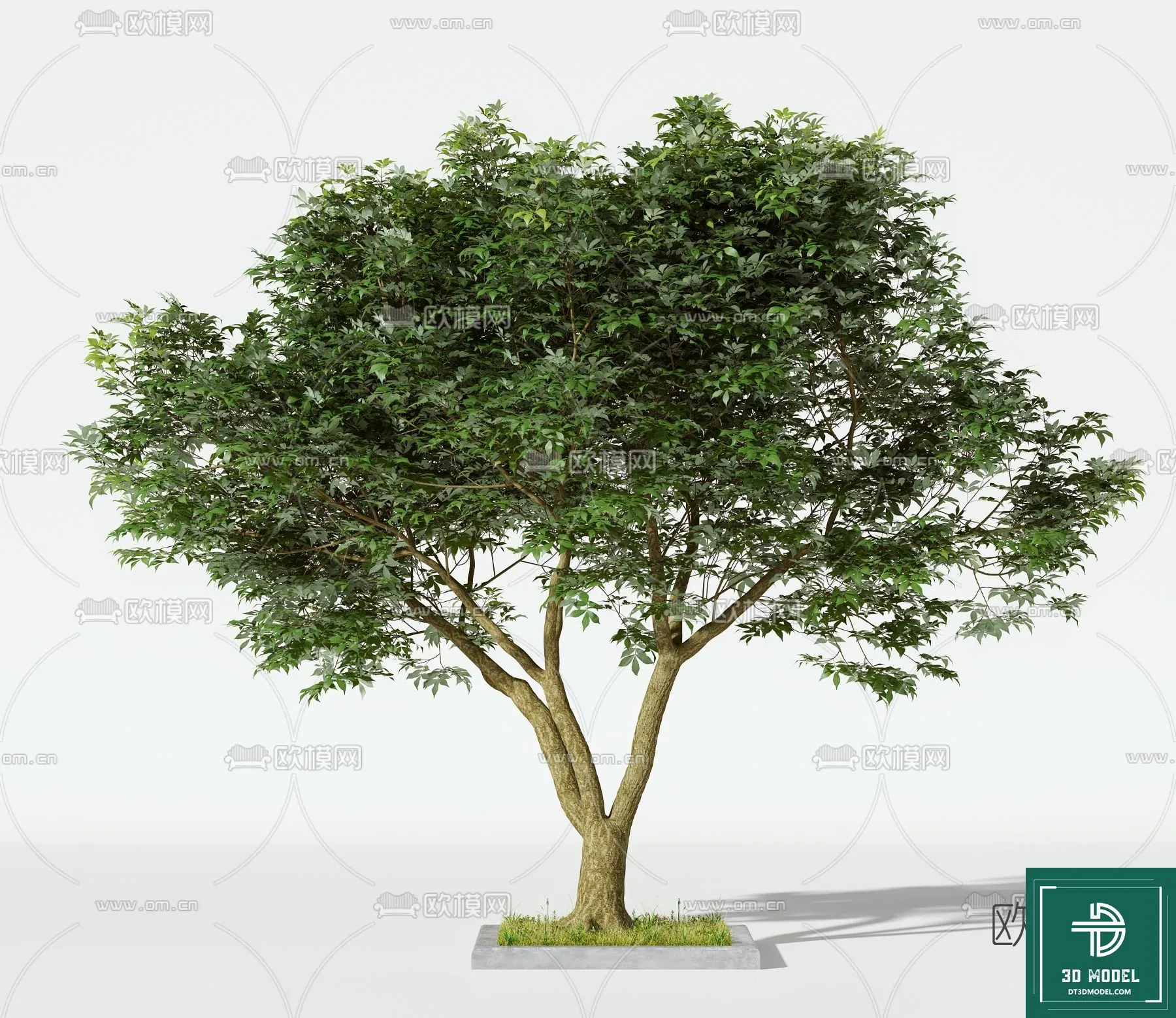 Tree 3D Models - Exterior and Architecture 3DS Max - 058