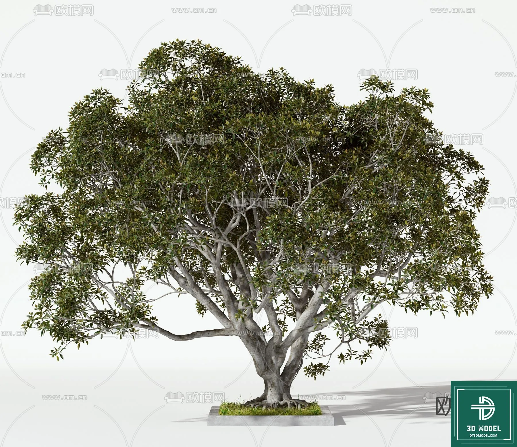 Tree 3D Models - Exterior and Architecture 3DS Max - 083