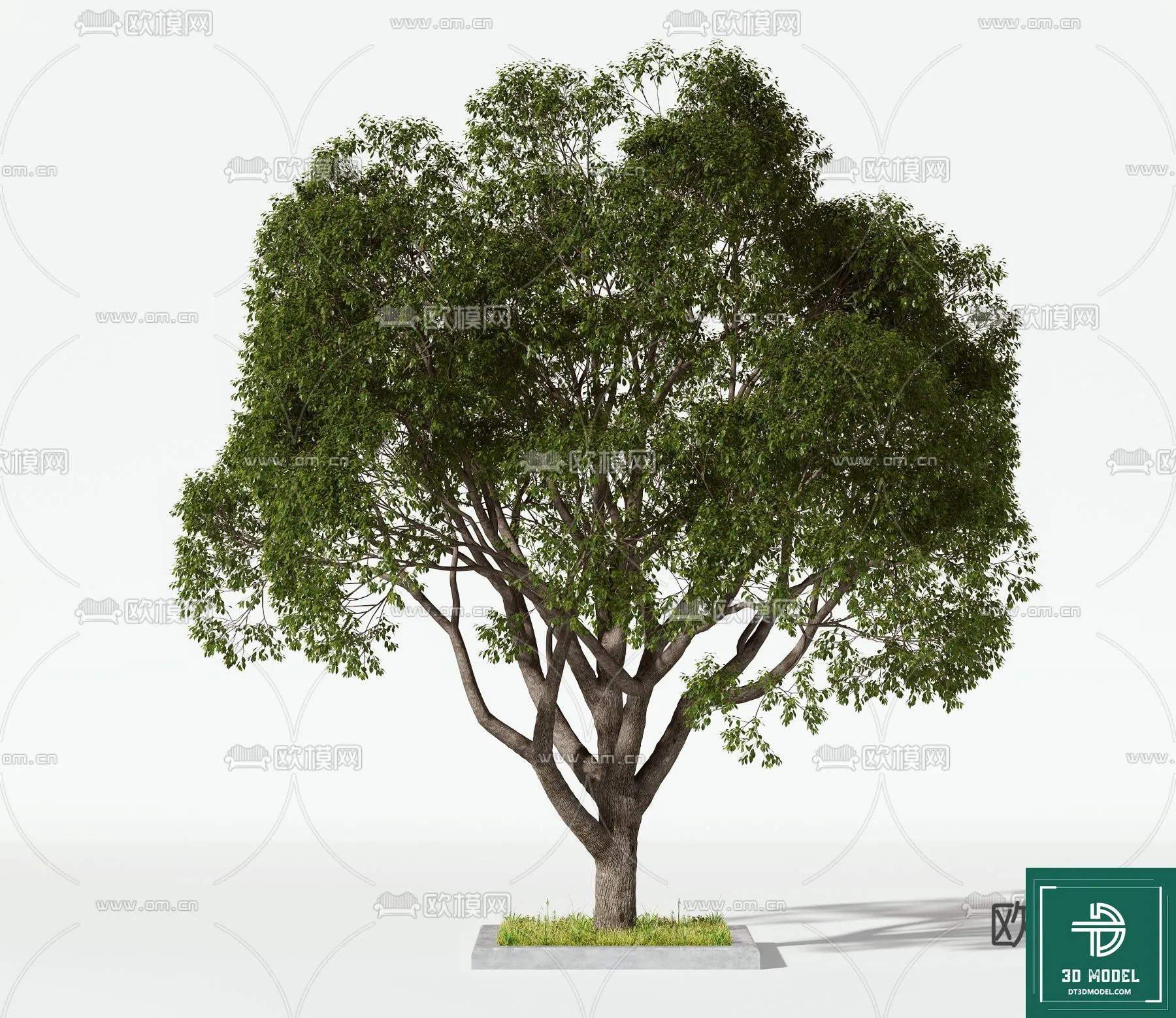 Tree 3D Models - Exterior and Architecture 3DS Max - 084
