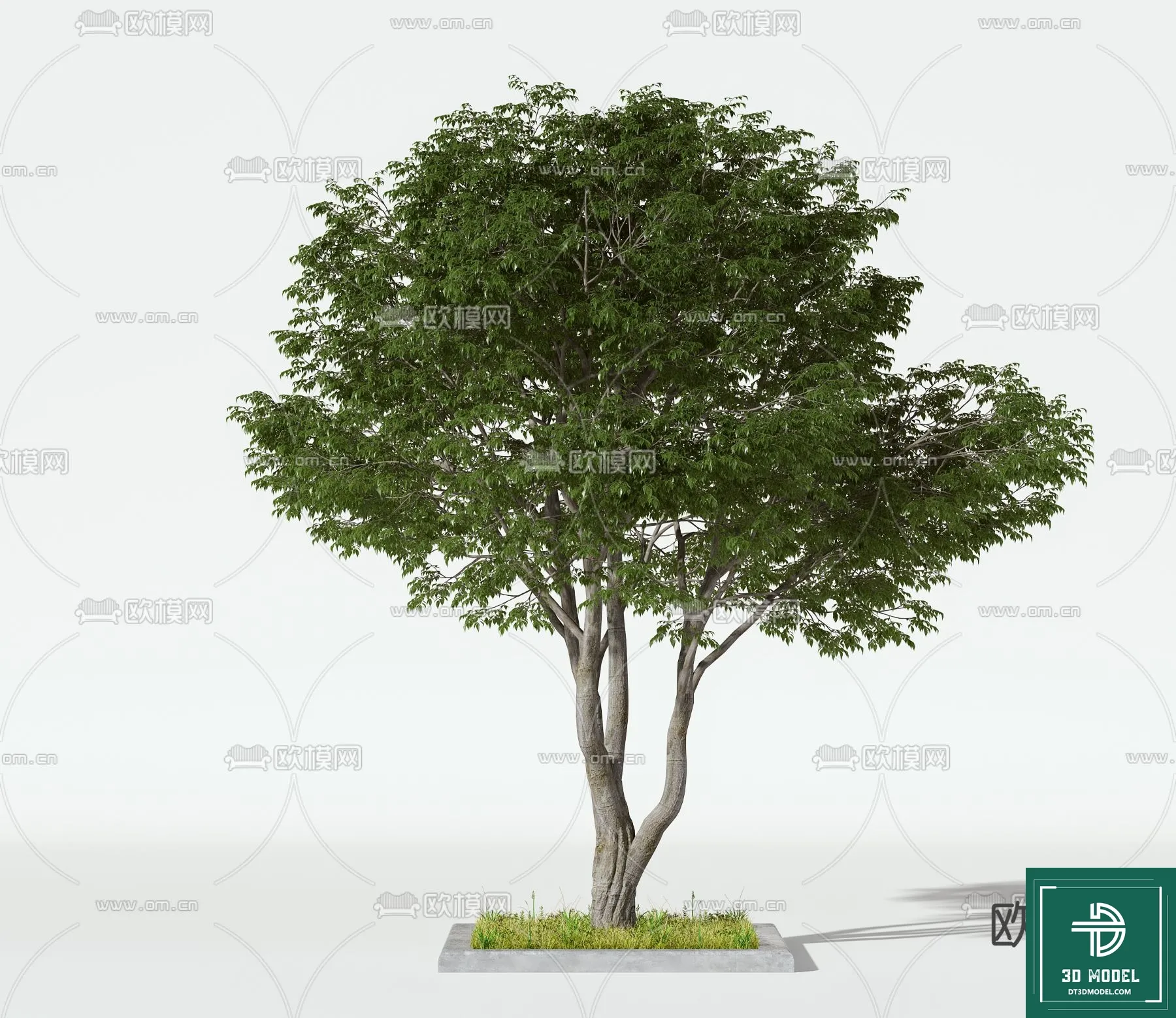 Tree 3D Models - Exterior and Architecture 3DS Max - 104