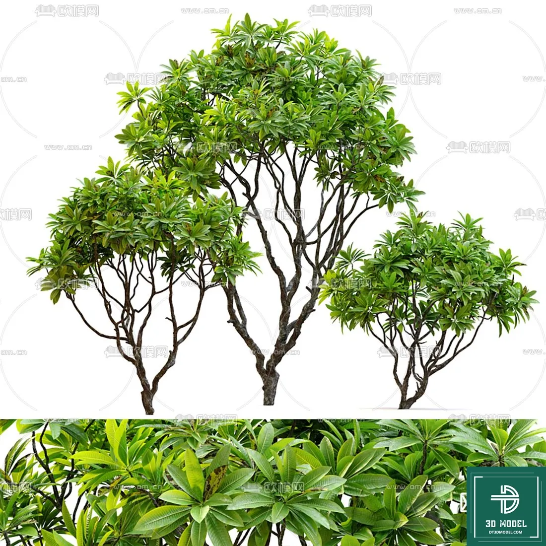 Tree 3D Models - Exterior and Architecture 3DS Max - 117