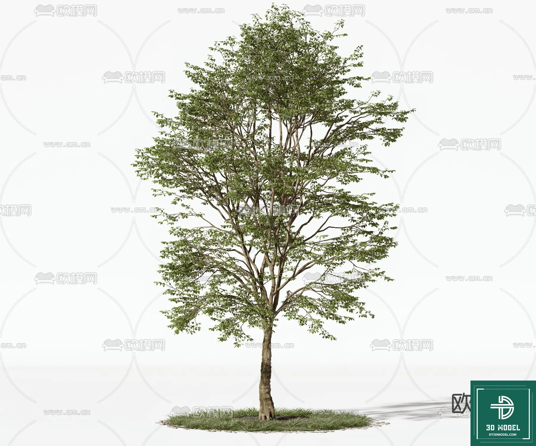 Tree 3D Models - Exterior and Architecture 3DS Max - 133
