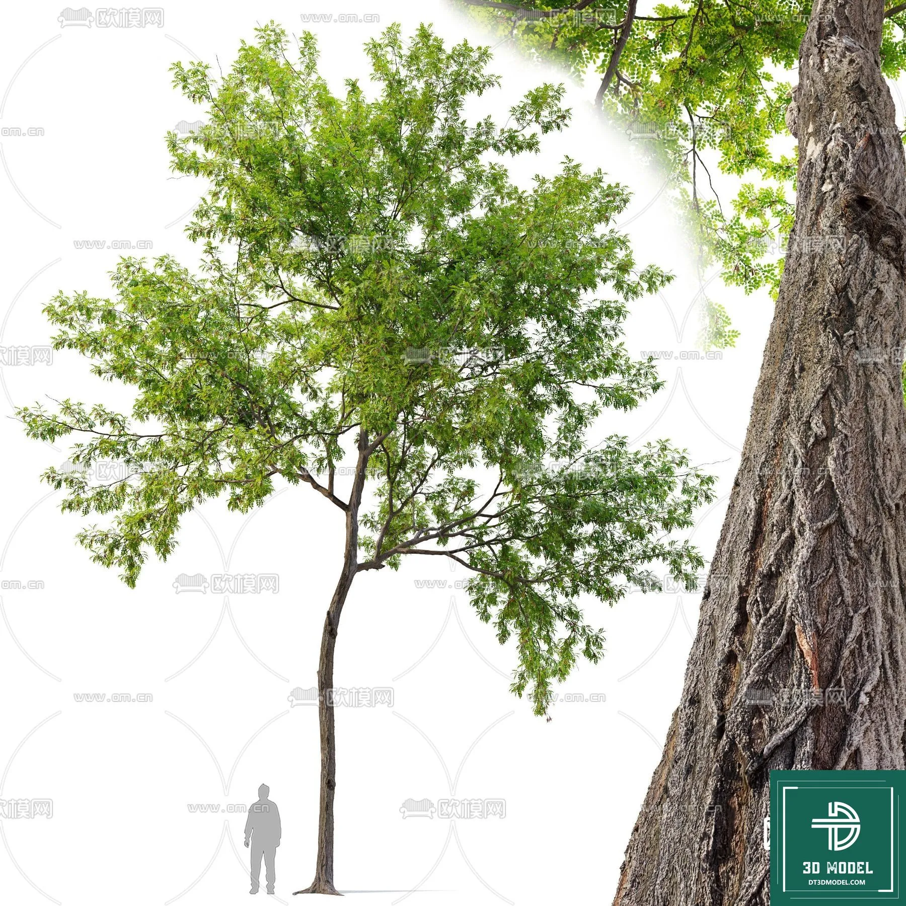 Tree 3D Models - Exterior and Architecture 3DS Max - 156