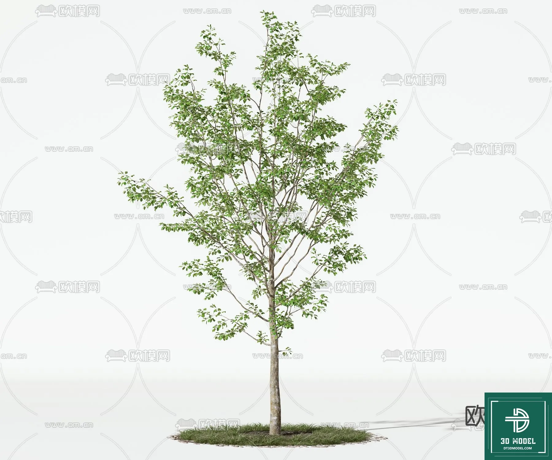 Tree 3D Models - Exterior and Architecture 3DS Max - 219
