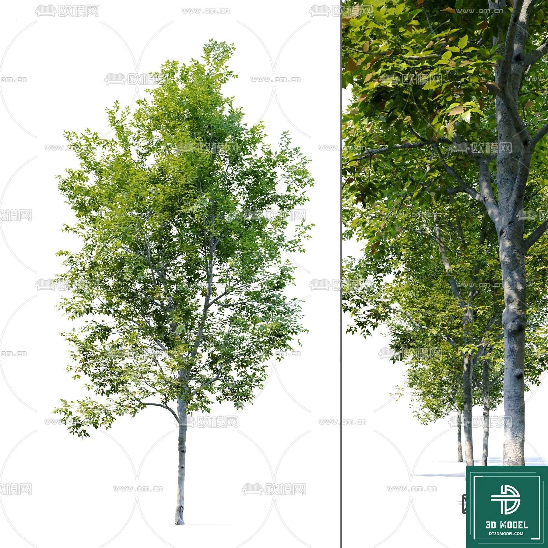 Tree 3D Models - Exterior and Architecture 3DS Max - 227