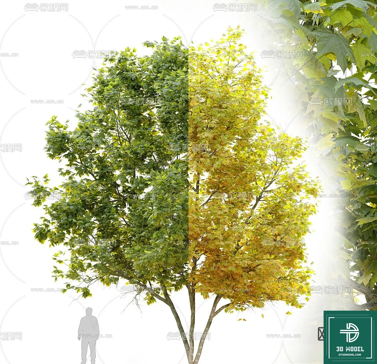 Tree 3D Models - Exterior and Architecture 3DS Max - 233