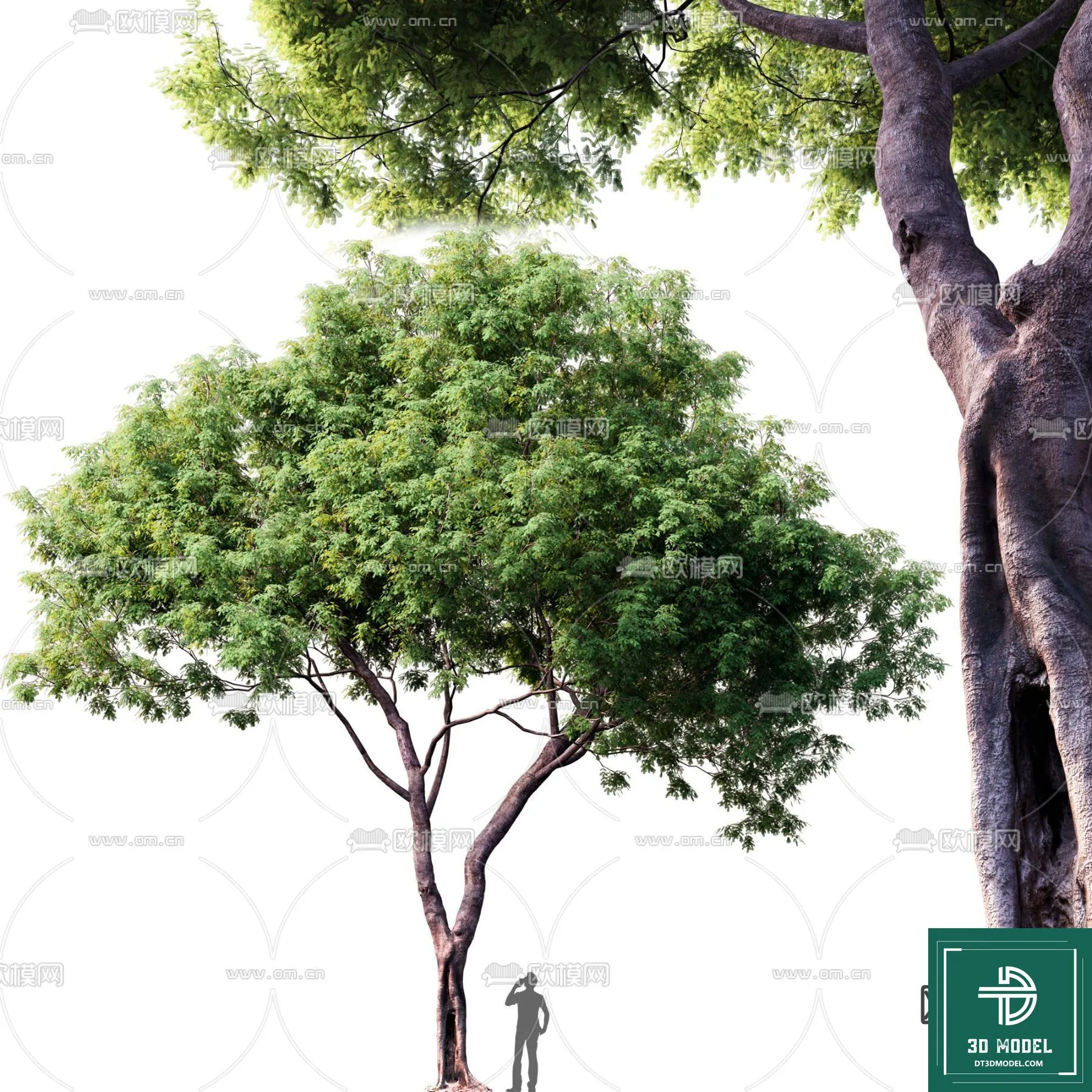 Tree 3D Models - Exterior and Architecture 3DS Max - 234