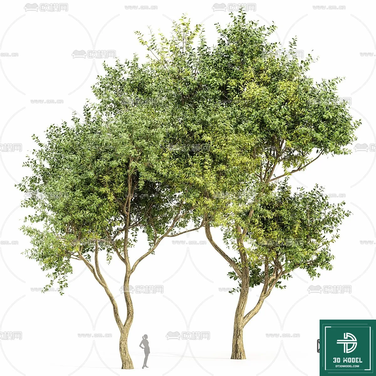 Tree 3D Models - Exterior and Architecture 3DS Max - 244