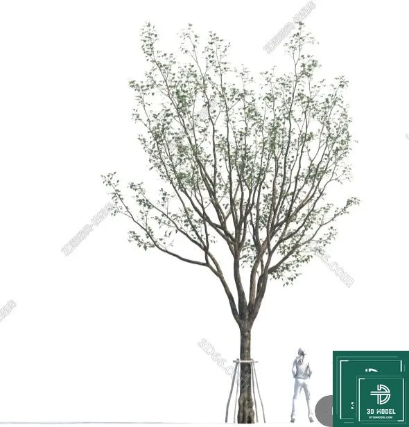 Tree 3D Models - Exterior and Architecture 3DS Max - 308