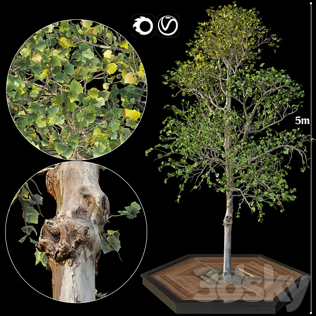 Tree 3DModel