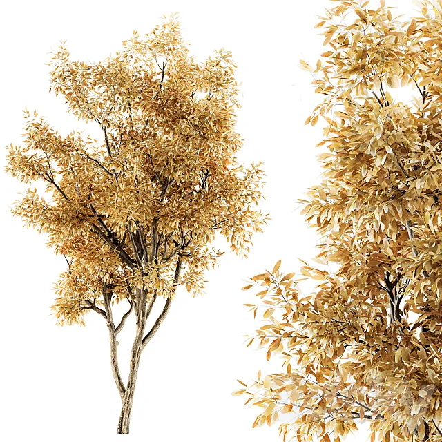 Tree Broadleaf Fall- Set 20 3D Model