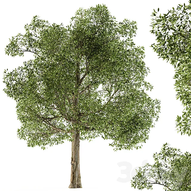 Tree Broadleaf - Set 21 3D Model