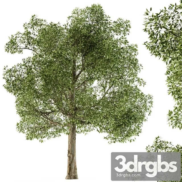 Tree broadleaf - set 21