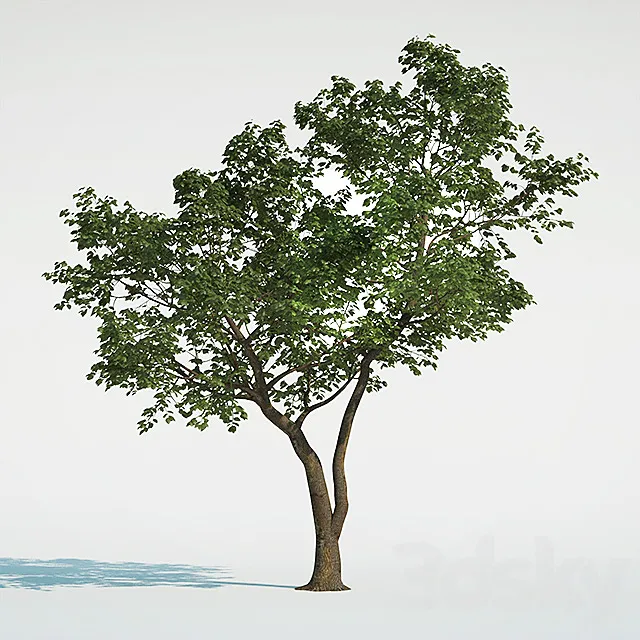 Tree Common 01 (1 of 3) 3D Model